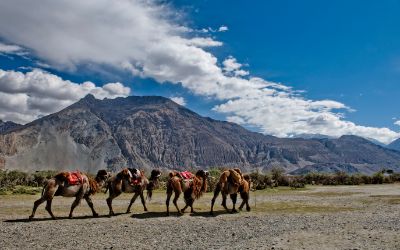 8 Days 7 Night Leh Package